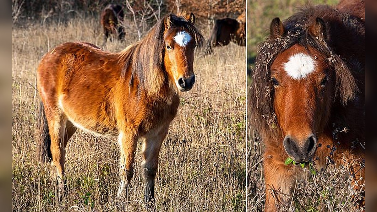 Campaigners Warn Government Grazing Rules Could Wipe Out Dartmoor Ponies as Policy Changes Threaten Livestock Numbers Across Dartmoor, Devon