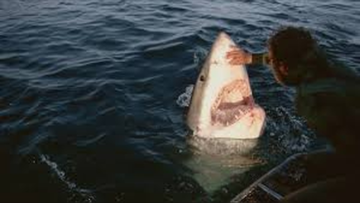 Shark Launches Brutal 4.5-Metre Attack as Diver Battles for Life in Waters Off Michaelmas Island, Western Australia in Shocking Morning Ordeal
